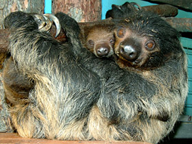 Двупалый ленивец Двупалый ленивец