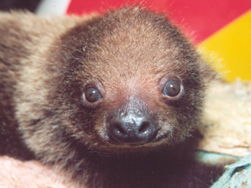 Двупалый ленивец Двупалый ленивец