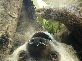 Смотреть фото Ленивец Гоффмана Фото Ленивец Гоффмана