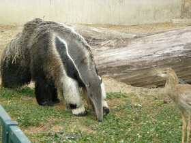 Смотреть фото Гигантский муравьед Фото Гигантский муравьед