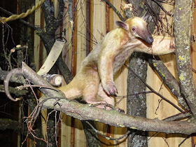 Смотреть фото Четырёхпалый муравьед Фото Четырёхпалый муравьед