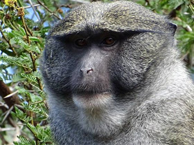 Смотреть фото Мартышка Аллена Фото Мартышка Аллена