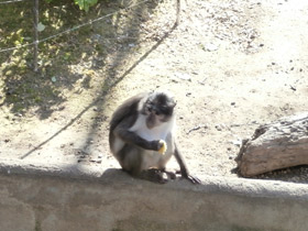 Смотреть фото Дымчатый мангобей Фото Дымчатый мангобей