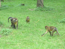 Смотреть фото Золотистый мангабей Фото Золотистый мангабей