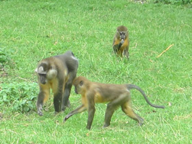 Смотреть фото Золотистый мангабей Фото Золотистый мангабей