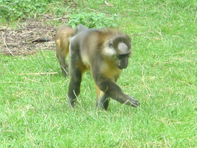 Смотреть фото Золотистый мангабей Фото Золотистый мангабей