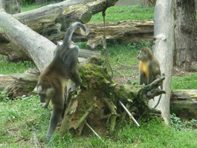 Смотреть фото Золотистый мангабей Фото Золотистый мангабей