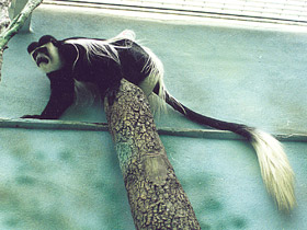 Смотреть фото Восточный колобус Фото Восточный колобус