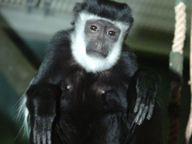 Смотреть фото Восточный колобус Фото Восточный колобус