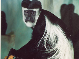 Смотреть фото Восточный колобус Фото Восточный колобус