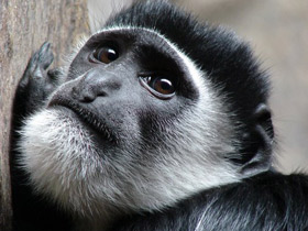 Смотреть фото Восточный колобус Фото Восточный колобус