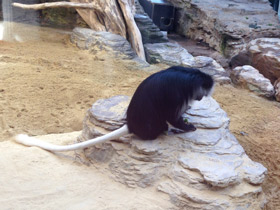 Смотреть фото Королевский колобус Фото Королевский колобус