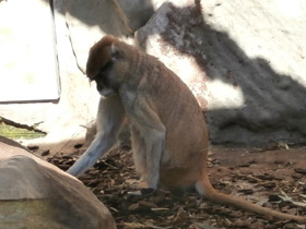 Смотреть фото Красная мартышка Фото Красная мартышка