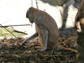 Смотреть фото Красная мартышка Фото Красная мартышка