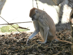 Смотреть фото Красная мартышка Фото Красная мартышка