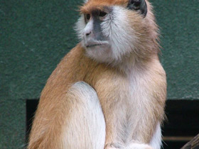 Смотреть фото Красная мартышка Фото Красная мартышка