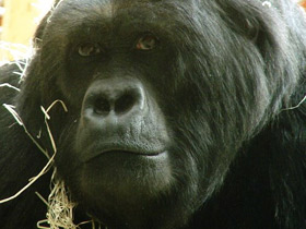 Смотреть фото Восточная равнинная горилла Фото Восточная равнинная горилла