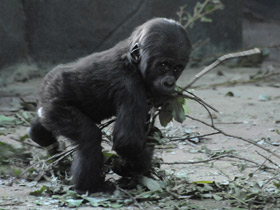 Смотреть фото Западная равнинная горилла Фото Западная равнинная горилла