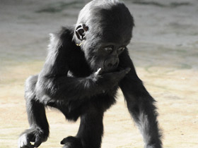 Смотреть фото Западная равнинная горилла Фото Западная равнинная горилла