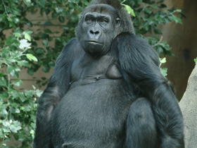 Смотреть фото Западная равнинная горилла Фото Западная равнинная горилла