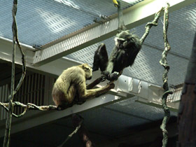 Смотреть фото Чернорукий гиббон Фото Чернорукий гиббон