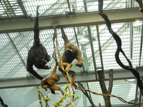 Смотреть фото Чернорукий гиббон Фото Чернорукий гиббон