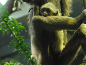 Смотреть фото Чернорукий гиббон Фото Чернорукий гиббон