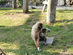 Смотреть фото Белорукий гиббон Фото Белорукий гиббон