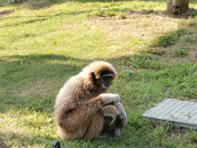 Смотреть фото Белорукий гиббон Фото Белорукий гиббон