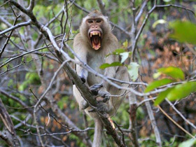 Фото Макак-крабоед