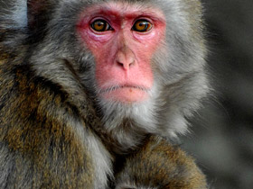 Фото Японский макак