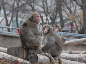 Фото Японский макак