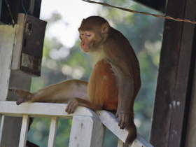 Смотреть фото Макак-резус Фото Макак-резус