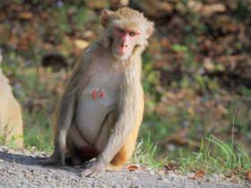 Смотреть фото Макак-резус Фото Макак-резус