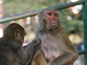 Смотреть фото Макак-резус Фото Макак-резус