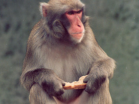 Смотреть фото Макак-резус Фото Макак-резус