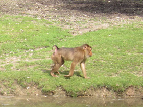 Фото Свинохвостый макак