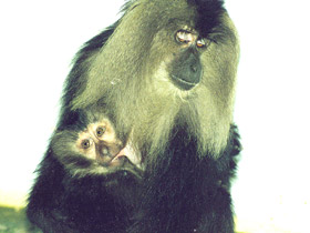 Фото Львинохвостый макак