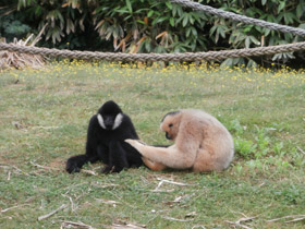 Смотреть фото Северный белощекий гиббон Фото Северный белощекий гиббон