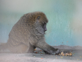 Смотреть фото Павиан-анубис Фото Павиан-анубис