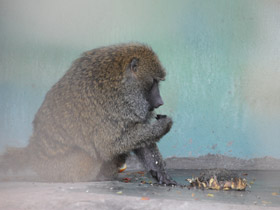 Смотреть фото Павиан-анубис Фото Павиан-анубис