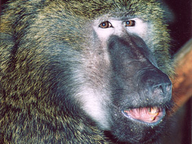 Смотреть фото Павиан-анубис Фото Павиан-анубис