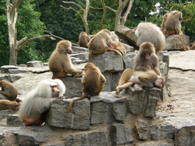 Смотреть фото Гамадрил Фото Гамадрил