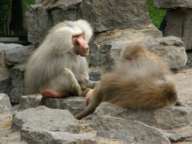 Смотреть фото Гамадрил Фото Гамадрил
