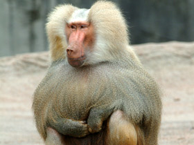 Смотреть фото Гамадрил Фото Гамадрил