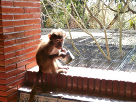 Смотреть фото Гамадрил Фото Гамадрил