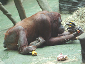 Фото Суматранский орангутан