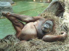 Фото Суматранский орангутан