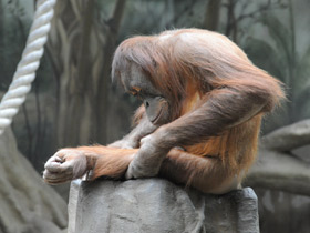 Фото Суматранский орангутан