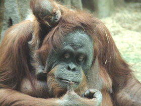 Фото Суматранский орангутан